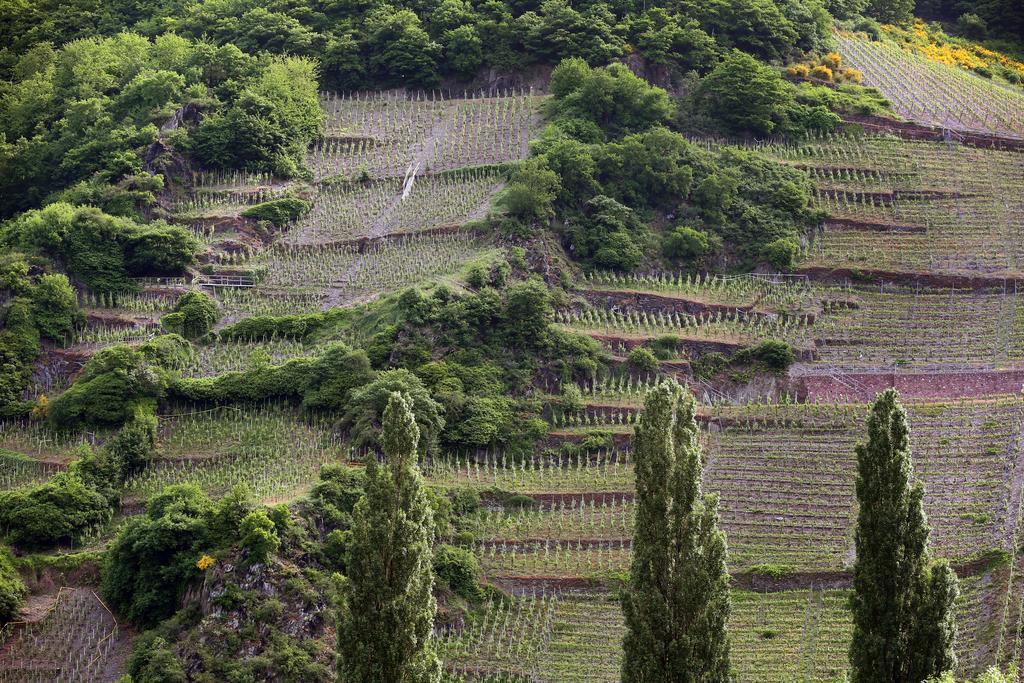Ernst Cluesserath Weingut & Weinhotelchen Trittenheim Esterno foto
